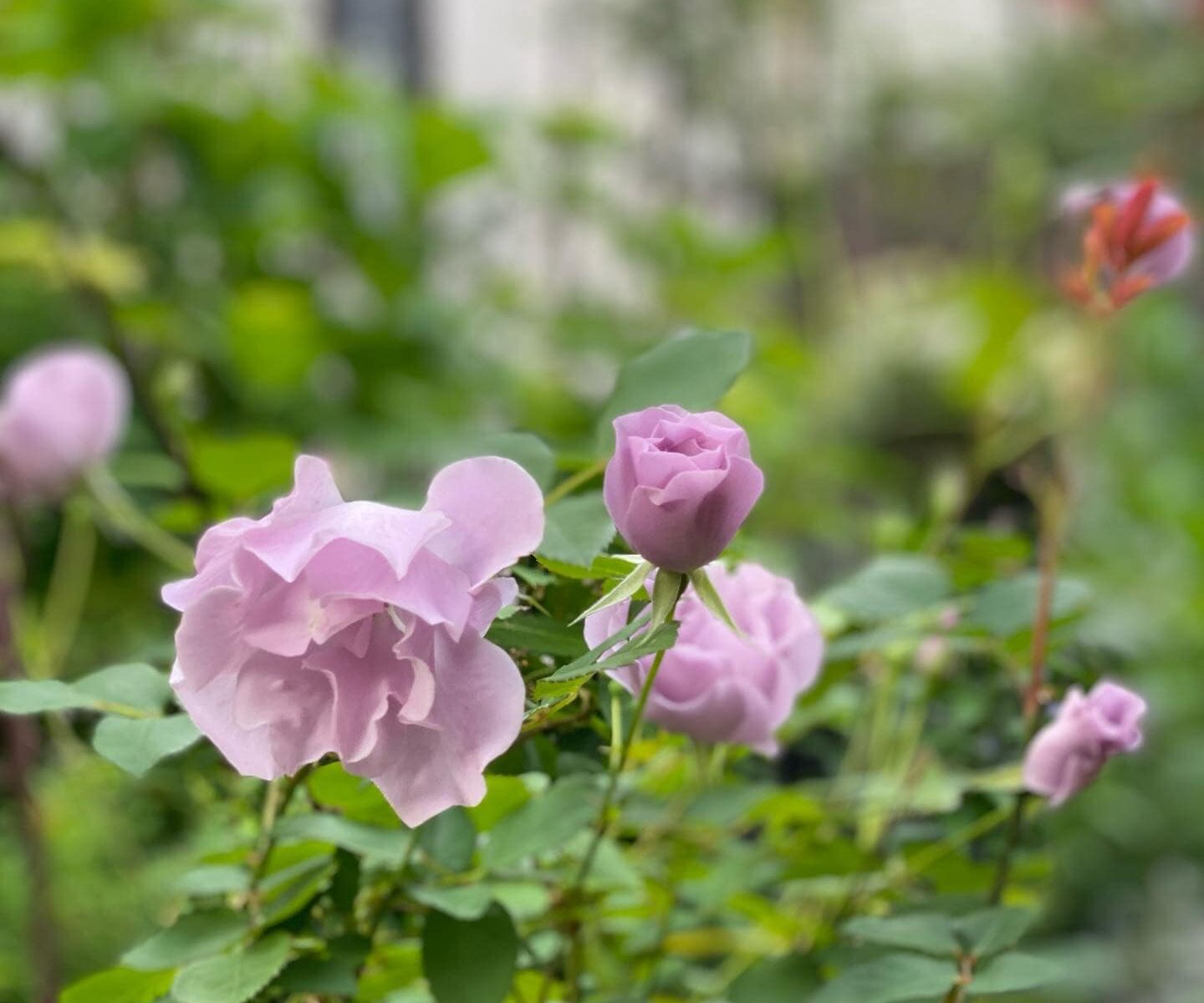 【FlowerBascket】撮影シーズン到来です。