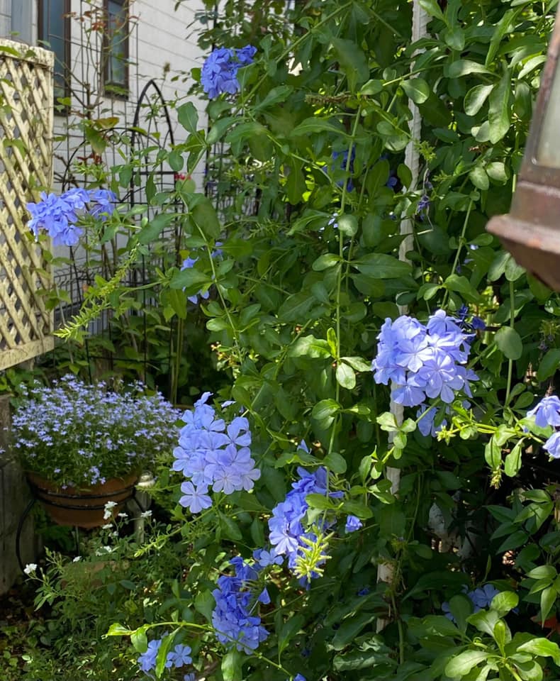 【FlowerBascket】9月撮影会のお知らせ。